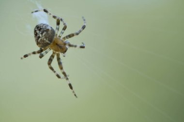 Örümcek ipliğinde sürünen çapraz örümcek vuruşu. Cadılar Bayramı korkusu. Arka plan bulanık. Böcekler arasında yararlı bir avcı. Eklembacaklı. Vahşi doğadan bir hayvan fotoğrafı..