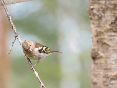 Chaffinch ormanda bir dalda genç. Kahverengi, gri, yeşil tüylü. Doğada öten küçük bir kuş. Küçük kuşun hayvani fotoğrafı