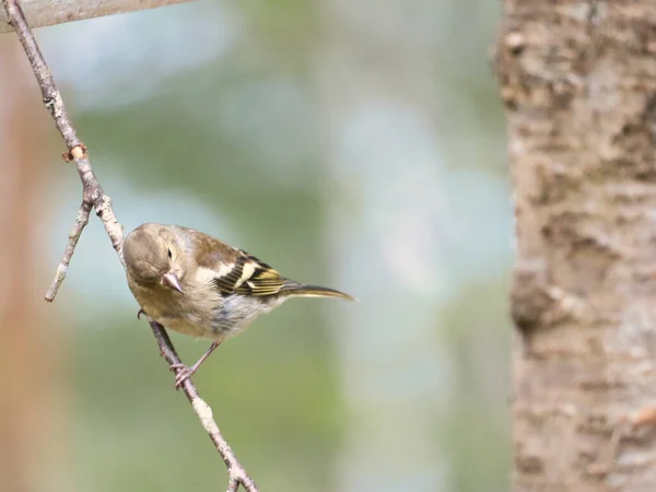 Buchfinkenjungtiere Auf Einem Ast Wald Braunes Graues Grünes Gefieder Kleiner — Stockfoto