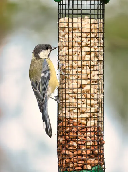 Great Tit Sitting Tree Branch Wild Animal Foraging Food Animal — Foto de Stock