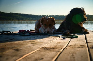 İskelede yatan ve İsveç 'teki göle bakan köpek severler. Altın karalamalar ve melezler. Hayvan dostluğu. Çekici bir hayvan fotoğrafı..