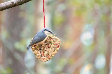 Nuthatch, ormanda beslenen besleyici bir kalple gözlendi. Küçük gri ve beyaz kuş. Doğadan hayvan fotoğrafı.
