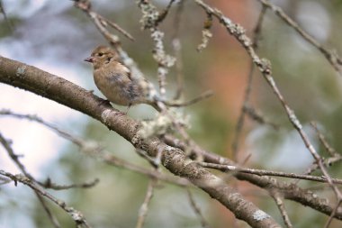 Chaffinch ormanda bir dalda genç. Kahverengi, gri, yeşil tüylü. Doğada öten küçük bir kuş. Küçük kuşun hayvani fotoğrafı