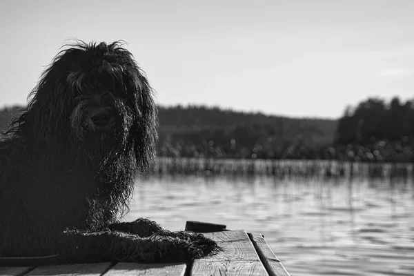 Chien Goldendoodle Couché Sur Une Jetée Regardant Lac Suède Photo — Photo