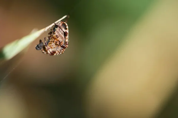 十字蜘蛛蜷缩在一起 猎物在草叶上 昆虫中有用的猎手 Arachnid 野外的动物照片 — 图库照片