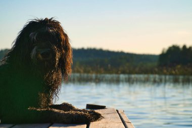 Goldendoodle köpeği iskelede yatıyor ve İsveç 'te bir göle bakıyor. Çekici bir hayvan fotoğrafı..