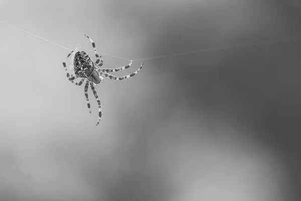 Aranha Cruzada Disparada Preto Branco Rastejando Fio Aranha Fundo Desfocado — Fotografia de Stock