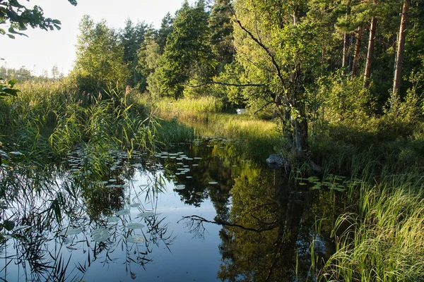 Jezeře Švédsku Lekníny Rákosím Pozadí Lesů Modré Oblohy Přírodní Záběr — Stock fotografie