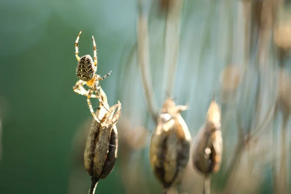 Kereszt Pók Mászik Egy Pók Cérna Egy Növény Homályos Háttér — Stock Fotó