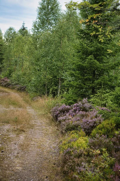 Sentier Randonnée Travers Suède Petit Des Sapins Bruyère Bord Chemin — Photo