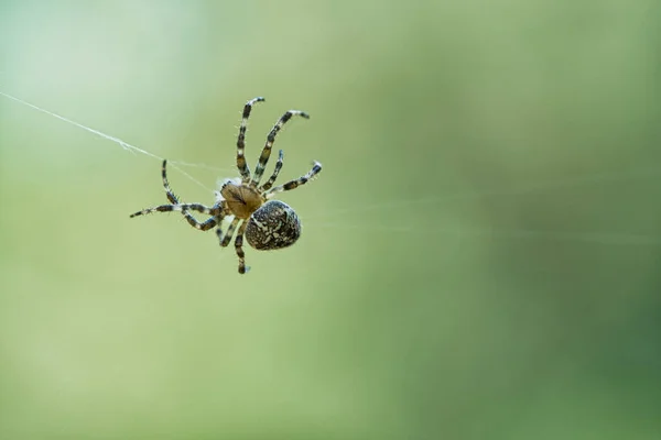 Cross Spider Crawling Spider Thread Halloween Fright Blurred Background Useful — Stock Photo, Image