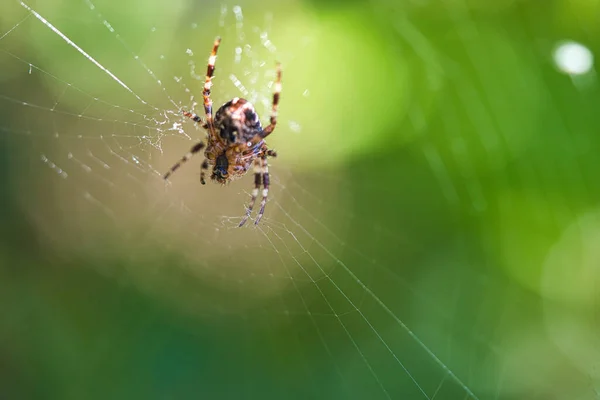 在蜘蛛网上交叉蜘蛛 潜伏着寻找猎物 模糊的背景 昆虫中有用的猎手 Arachnid 野外的动物照片 — 图库照片