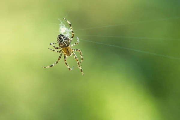 Cross Spider Spider Web Lurking Prey Blurred Background Useful Hunter — Stock Photo, Image
