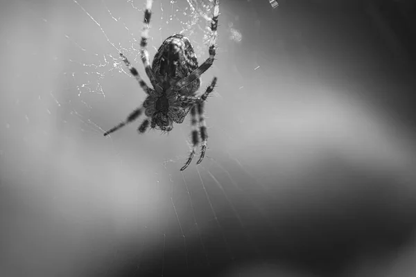 十字蜘蛛穿着黑白相间的衣服 在蜘蛛网里 潜伏着寻找猎物 模糊的背景 昆虫中有用的猎手 Arachnid 野外的动物照片 — 图库照片