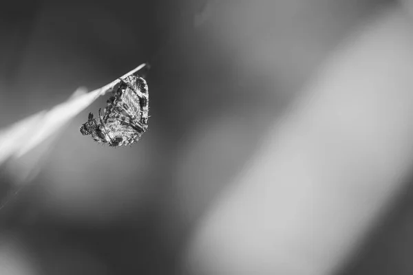 黒と白のクロスクモの草の刃の上に獲物と群がって撮影した 昆虫の間で有用なハンター アラクニッド 野生動物の写真 — ストック写真