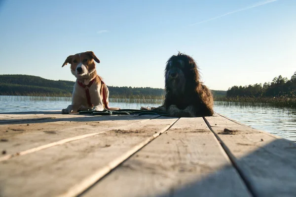 Amantes Los Perros Tumbados Embarcadero Mirando Lago Suecia Goldendoodle Mestizo — Foto de Stock