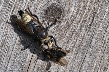 Yellow murder fly or yellow robber fly with a bumblebee as prey. The insect is sucked out by the hunter. Yellow black hairs cover the hunter. Macro shot from nature
