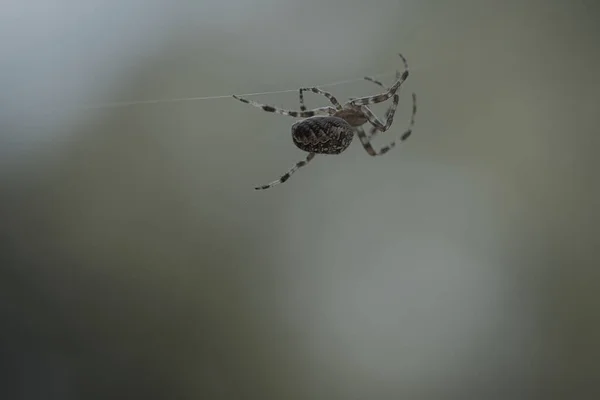 Araña Cruzada Arrastrándose Sobre Hilo Araña Fondo Borroso Cazador Útil — Foto de Stock