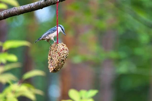 Nuthatch Observado Corazón Alimentador Alimentándose Bosque Pájaro Pequeño Gris Blanco —  Fotos de Stock