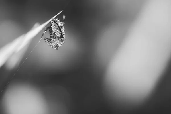 Kereszt Pók Fekete Fehér Fényképezett Összebújva Zsákmányt Egy Fűszál Hasznos — Stock Fotó