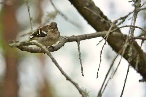 Buchfinkenjungtiere Auf Einem Ast Wald Braunes Graues Grünes Gefieder Kleiner — Stockfoto