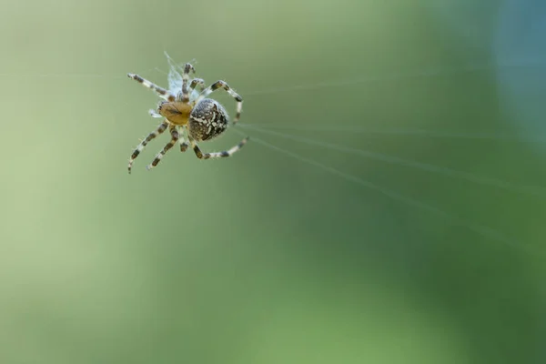 Cruze Aranha Numa Teia Aranha Espreita Presas Fundo Desfocado Caçador — Fotografia de Stock