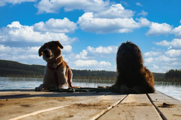 Amantes Los Perros Tumbados Embarcadero Mirando Lago Suecia Goldendoodle Mestizo — Foto de Stock