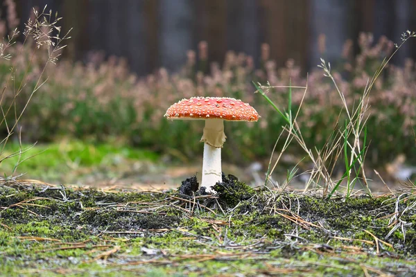 Toadstool in a heather field in the forest. Poisonous mushroom. Red cap with white spots. Close up from nature in forest