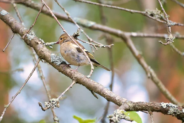 年轻的Chaffinch在森林的树枝上棕色 绿色羽毛 自然界中的小鸣禽 小鸟的动物照片 — 图库照片