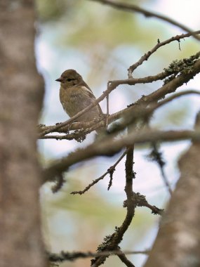 Chaffinch ormanda bir dalda genç. Kahverengi, gri, yeşil tüylü. Doğada öten küçük bir kuş. Küçük kuşun hayvani fotoğrafı