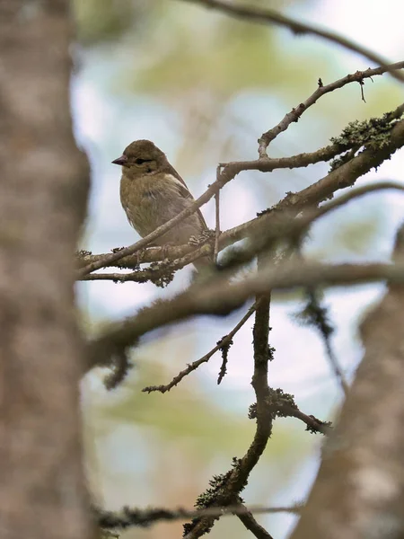 Buchfinkenjungtiere Auf Einem Ast Wald Braunes Graues Grünes Gefieder Kleiner — Stockfoto