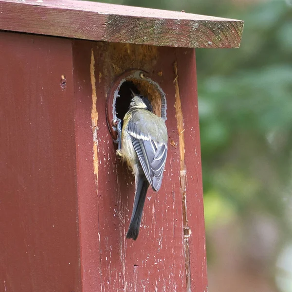 Great Tit Red Bird House Animal Shot Songbird Nature Animal — Fotografia de Stock