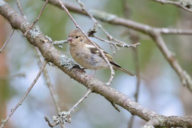 Chaffinch ormanda bir dalda genç. Kahverengi, gri, yeşil tüylü. Doğada öten küçük bir kuş. Küçük kuşun hayvani fotoğrafı