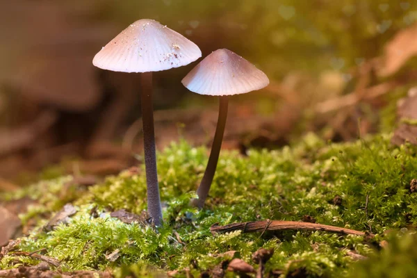 Deux Petits Champignons Filigranés Sur Mousse Avec Tache Lumineuse Dans — Photo