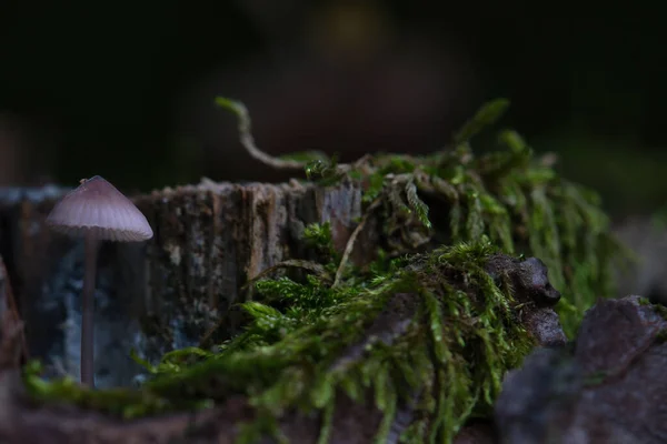 Filigree Small Mushroom Tree Root Light Spot Forest Forest Floor — Stock Photo, Image