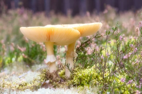 Toadstool Blurred Dreamy Heather Field Forest Poisonous Mushroom Red Cap — Stock Photo, Image
