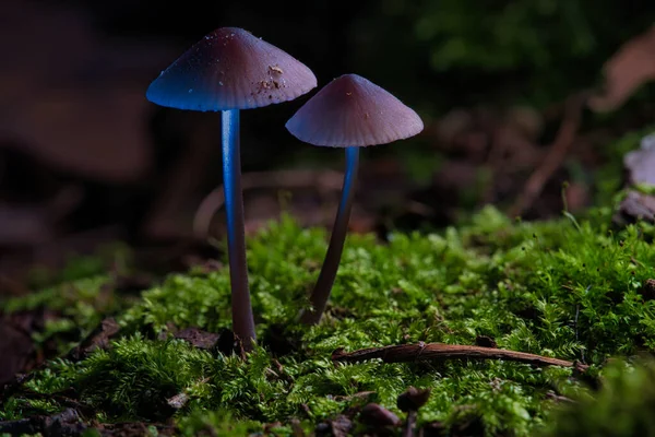 Dois Pequenos Cogumelos Filigrana Musgo Com Lugar Leve Floresta Piso — Fotografia de Stock