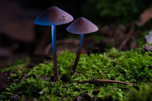 Deux Petits Champignons Filigranés Sur Mousse Avec Tache Lumineuse Dans — Photo