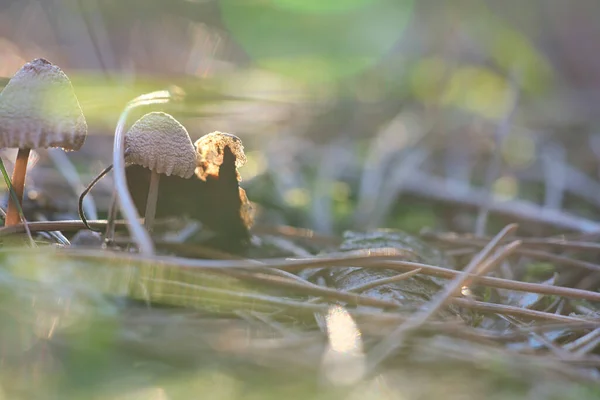 Champignon Rêveur Flou Avec Les Rayons Soleil Sur Sol Forestier — Photo