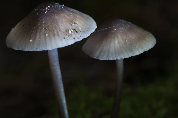 苔の上に小さなキノコが2つ森の中に光のスポットがある 森の床だ 自然からのマクロショット — ストック写真