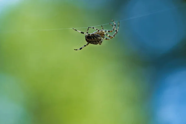Keresztpók Mászik Egy Pókfonalon Homályos Háttér Hasznos Vadász Rovarok Között — Stock Fotó