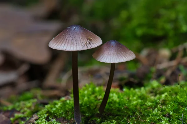 苔の上に小さなキノコが2つ森の中に光のスポットがある 森の床だ 自然からのマクロショット — ストック写真