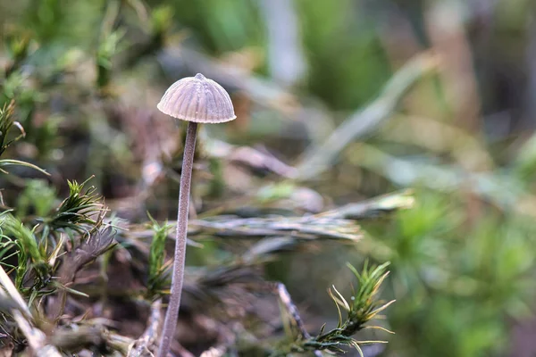 苔の上に小さなキノコで森の中に光のスポットがある 森の床だ 自然からのマクロショット — ストック写真