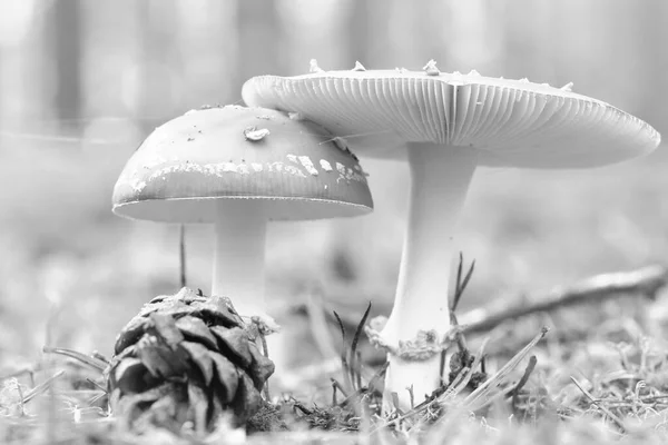 Tabouret Crapaud Blanc Noir Fond Une Forêt Conifères Dans Les — Photo