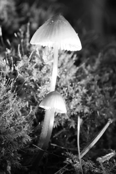 Dos Filigranas Pequeñas Setas Fotografiadas Blanco Negro Sobre Musgo Con —  Fotos de Stock