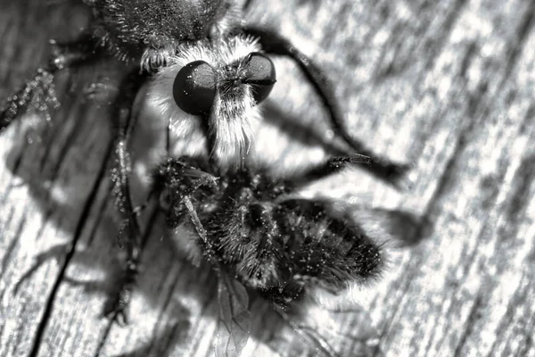 Yellow Murder Fly Yellow Robber Fly Black White Image Bumblebee — Foto Stock