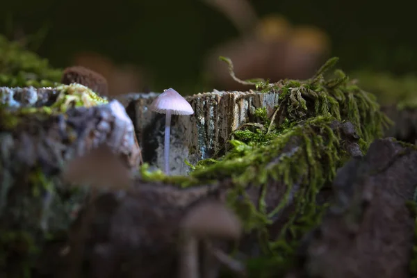 Petit Champignon Filigrane Dans Une Racine Arbre Avec Une Tache — Photo