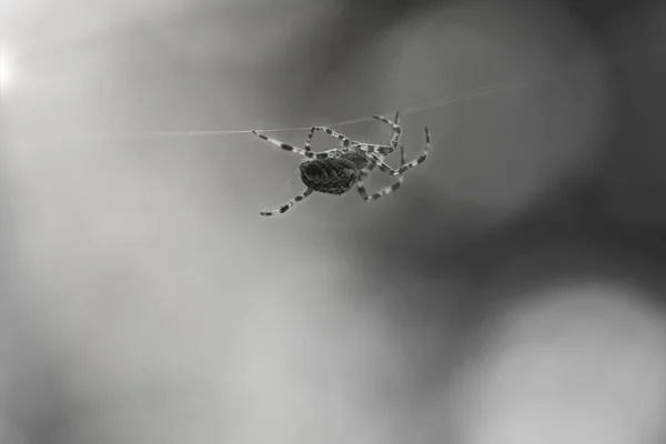 Kříženec Vystřelil Černobílém Plazil Pavoučím Vlákně Rozmazané Pozadí Užitečný Lovec — Stock fotografie