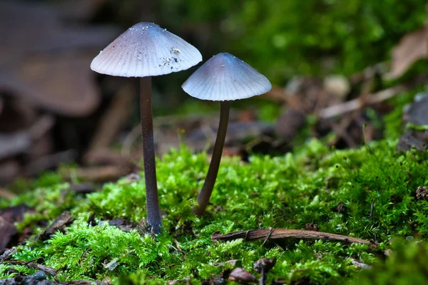 two filigree small mushrooms on moss with light spot in forest. Forest floor. Macro shot from nature