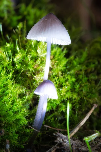 Dos Filigranas Pequeñas Setas Sobre Musgo Con Manchas Luz Bosque — Foto de Stock